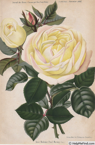 'Madame Paul Marmy' rose photo