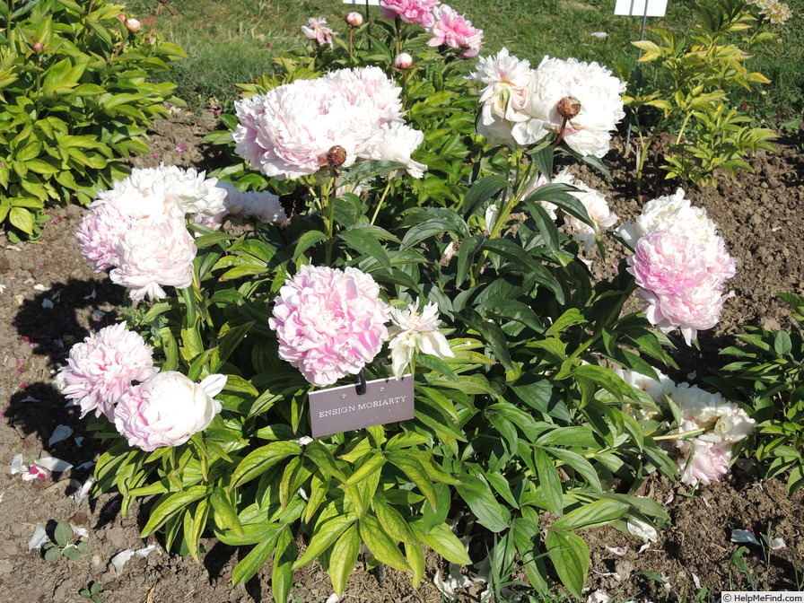 'Ensign Moriarty' peony photo