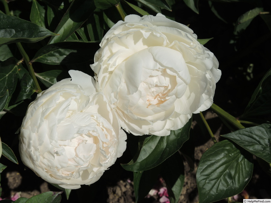 'Alma Hansen' peony photo