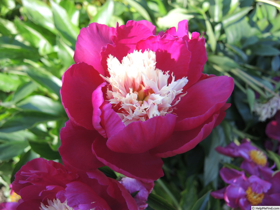 'White Cap' peony photo