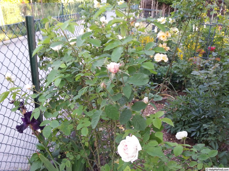 'Belle de Terre Franche' rose photo
