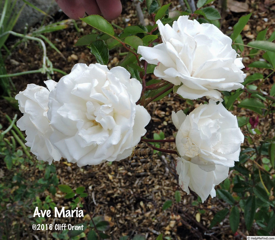 'Ave Maria (polyantha, Böhm, 1933)' rose photo
