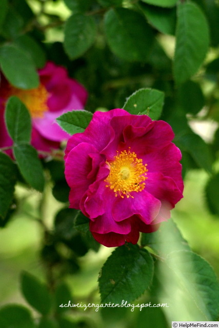 'La Belle Sultane' rose photo