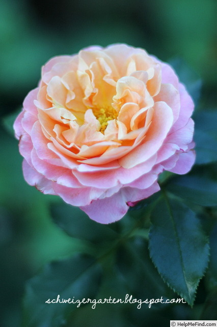 'Marie Curie ® (floribunda, Meilland 1997)' rose photo