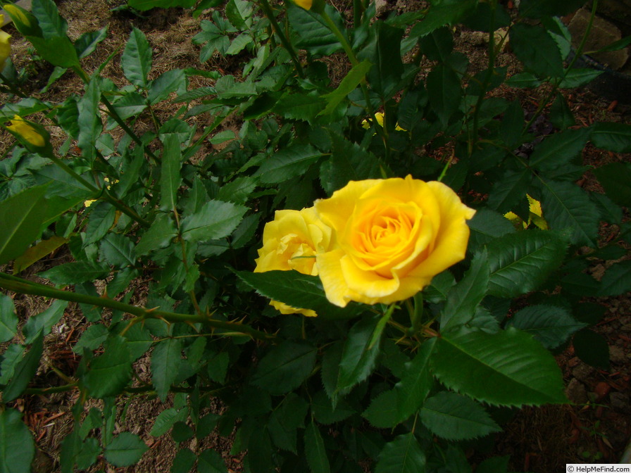 'Sunsprite (Floribunda, Kordes, 1973)' rose photo