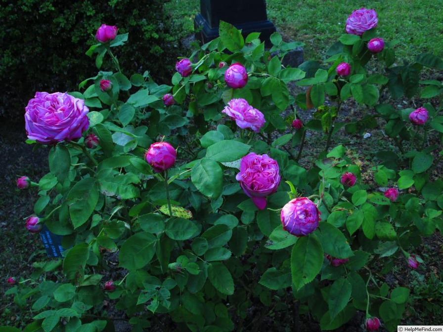 'La Reine' rose photo