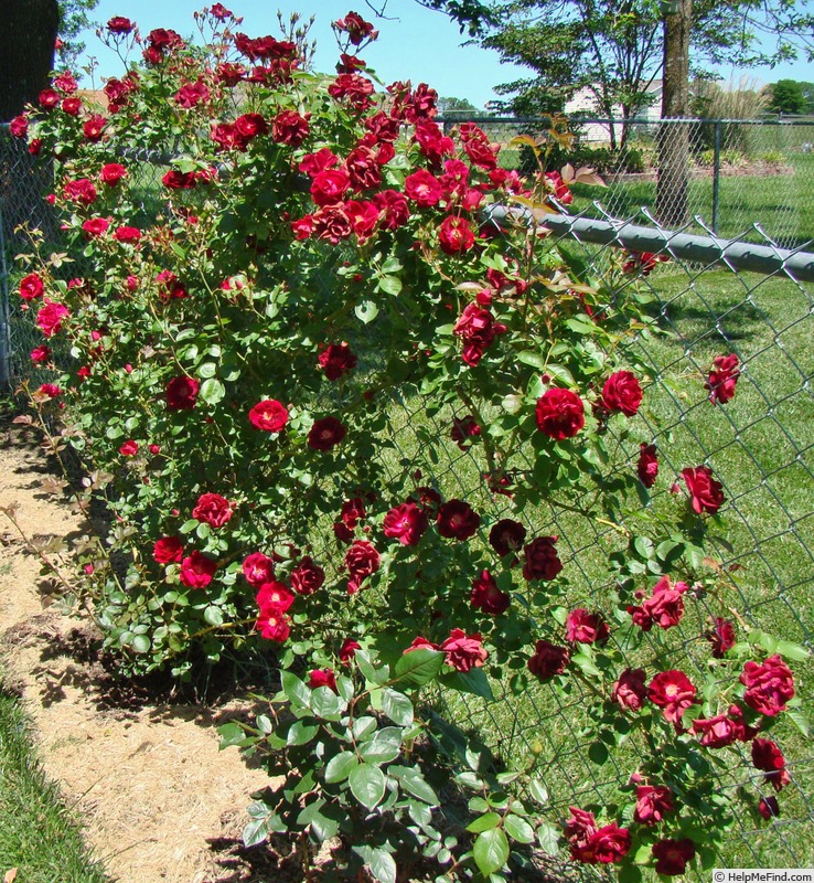 'Dr. Huey' rose photo