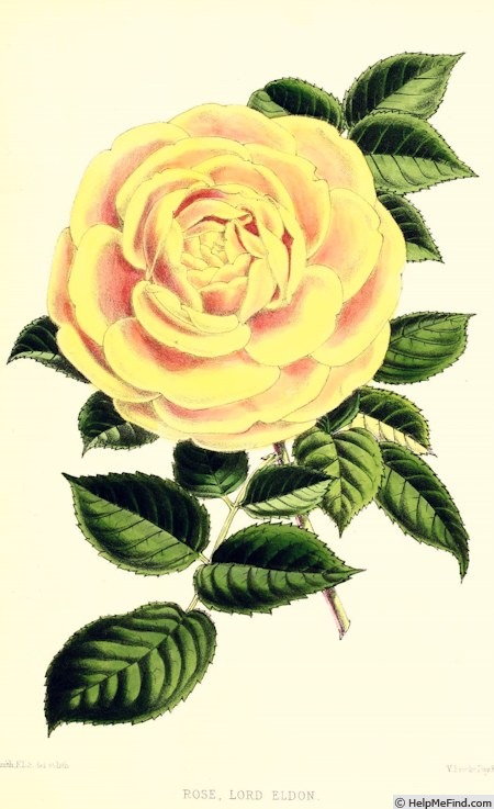 'Lord Eldon' rose photo