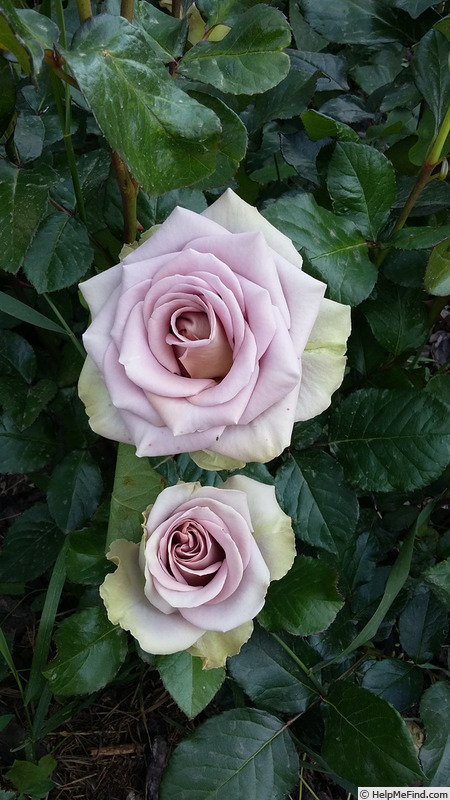 'Amnésia®' rose photo