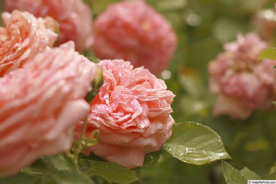 'Alchymist' rose photo