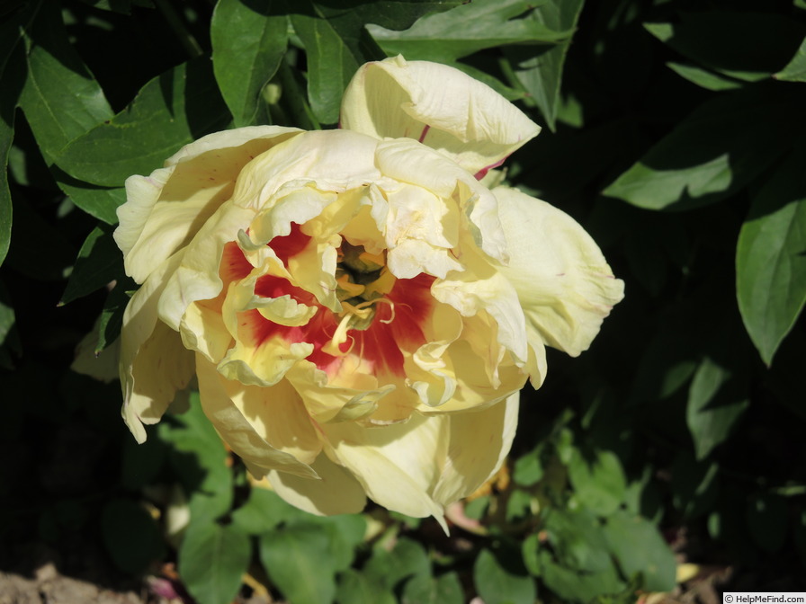 'Callie's Memory' peony, click to enlarge 'Callie's Memory' peony photo