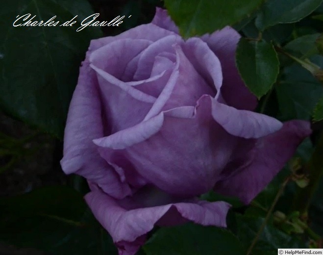'Charles de Gaulle ®' rose photo
