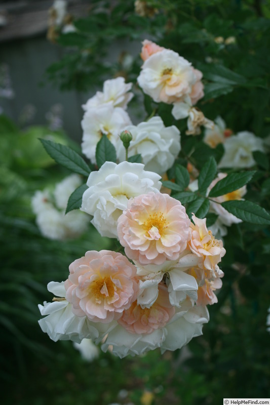 'Dawn Crest' rose photo