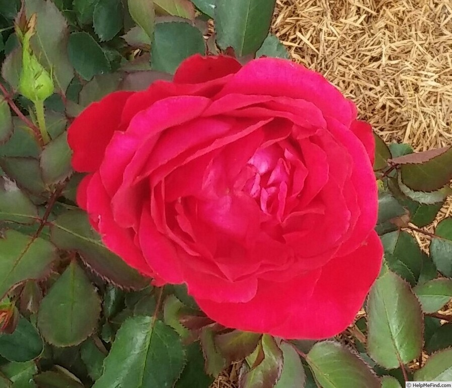 'Heart Song ™' rose photo