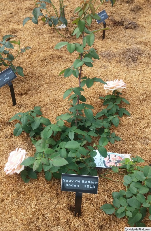 'Souvenir de Baden-Baden ®' rose photo