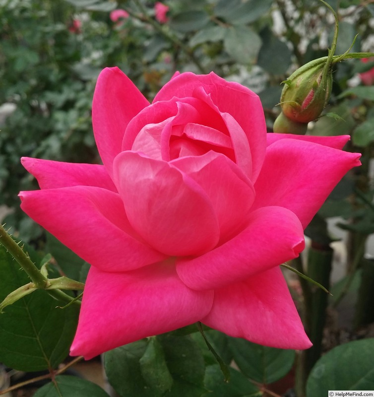 'Pink Double Knock Out ®' rose photo