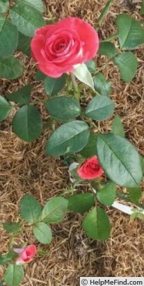 'Smokin' Hot (hybrid tea, Bédard, 2012)' rose photo