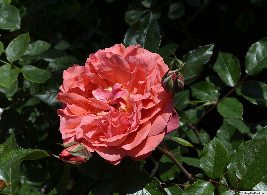 'Séduction Picarde®.' rose photo