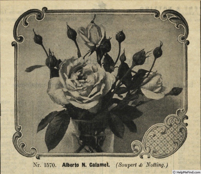 'Alberto N. Calamet' rose photo