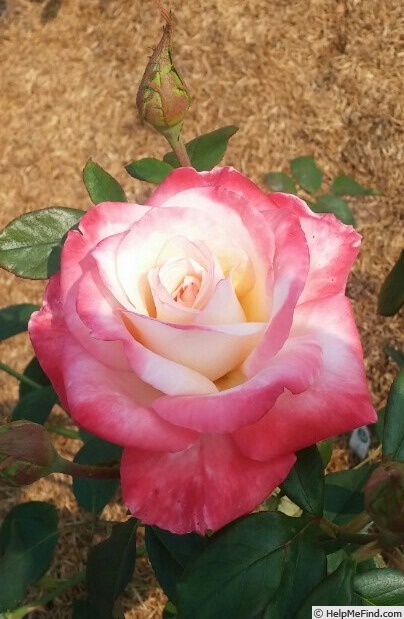 'Gemini (hybrid tea, Zary 1999)' rose photo