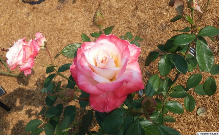 'Gemini (hybrid tea, Zary 1999)' rose photo