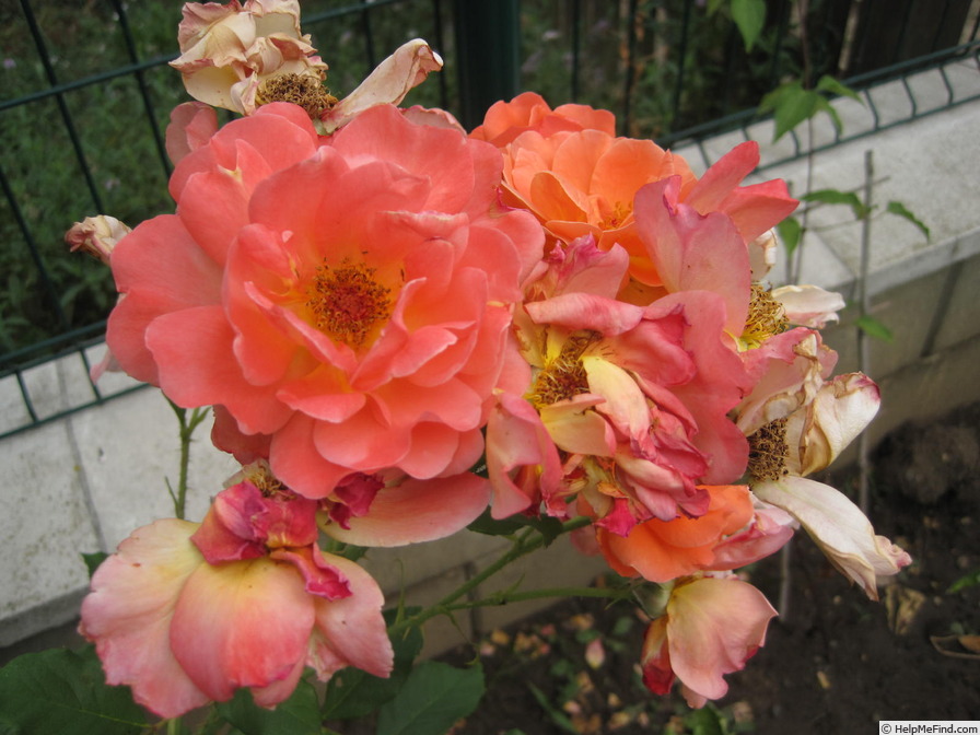 'Westerland (Shrub, Kordes, 1969)' rose photo