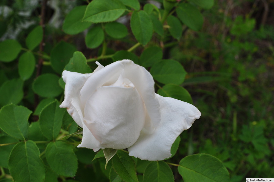 'White American Beauty' rose photo
