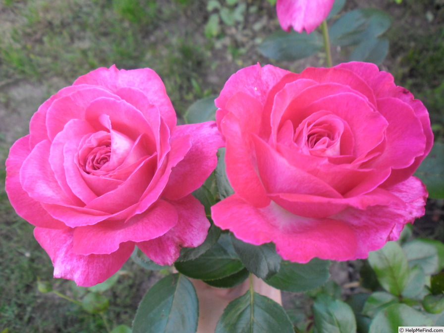 'Rose Gaujard ®' rose, click to enlarge 'Rose Gaujard ®' rose photo