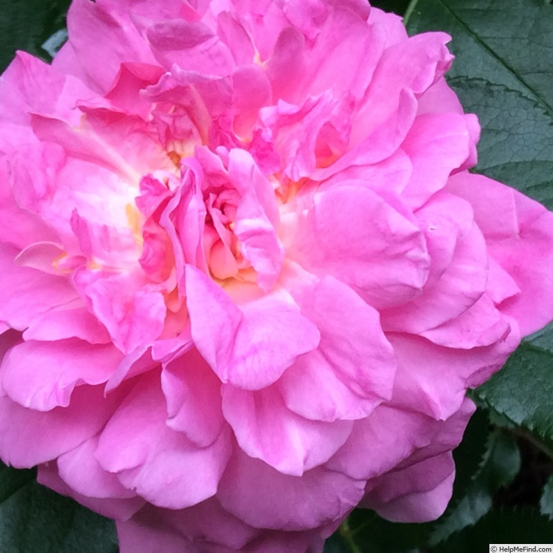 'Orchid Romance ®' rose photo