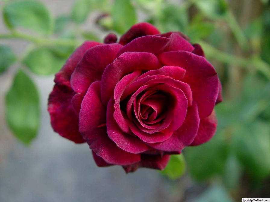 'Roseanne' rose photo