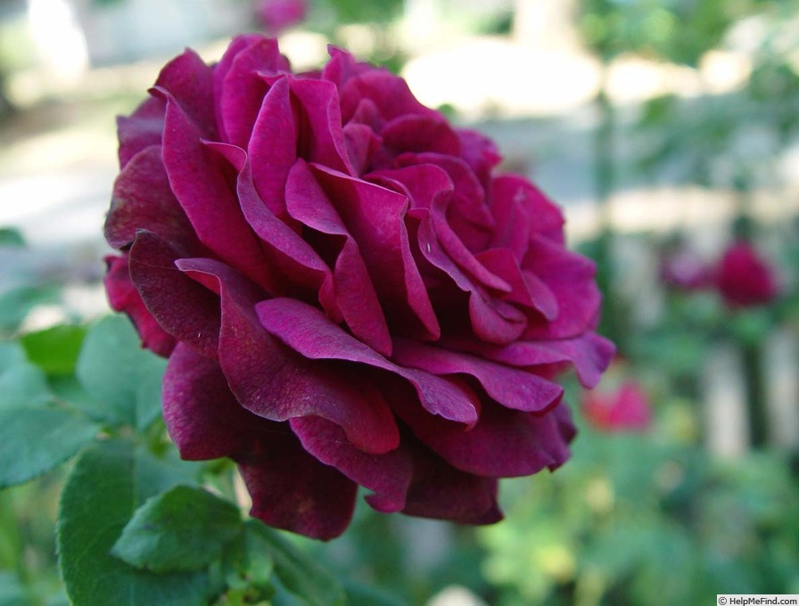 'Roseanne' rose photo