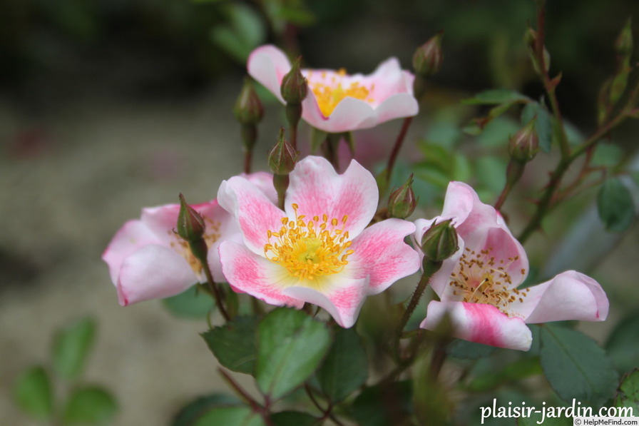 'Aquarelle (shrub, Lebrun, 2012)' rose photo