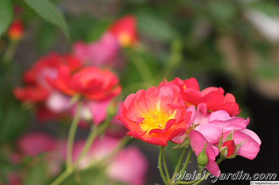 'Eclats d'Ambre' rose photo