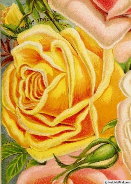 'Mademoiselle Germaine Trochon' rose photo
