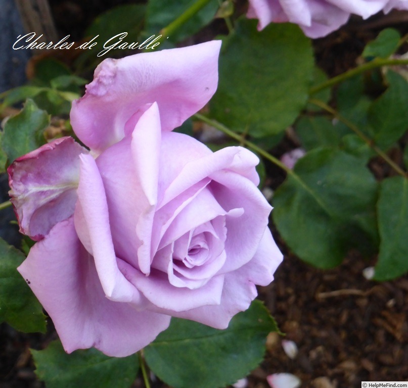 'Charles de Gaulle ®' rose photo