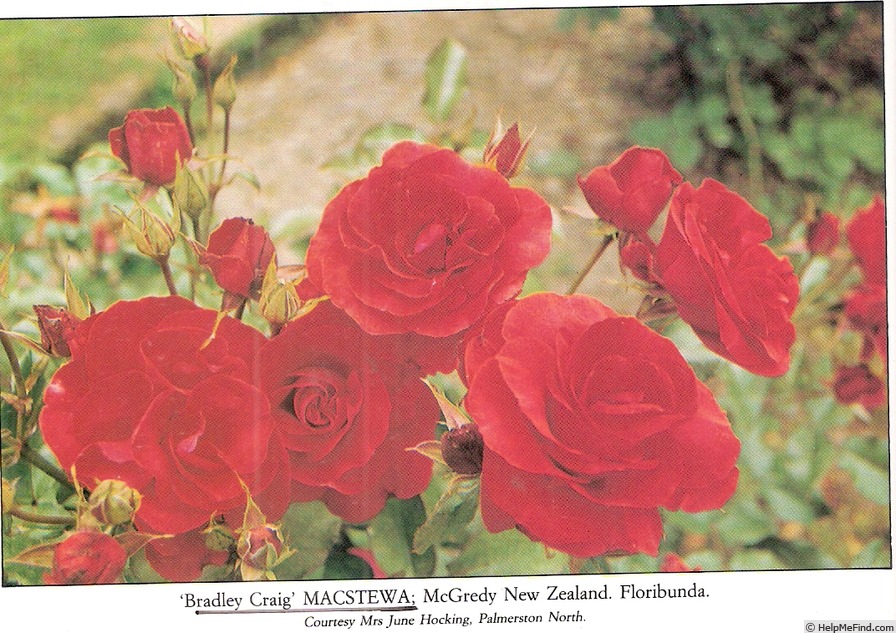 'Bradley Craig ®' rose photo