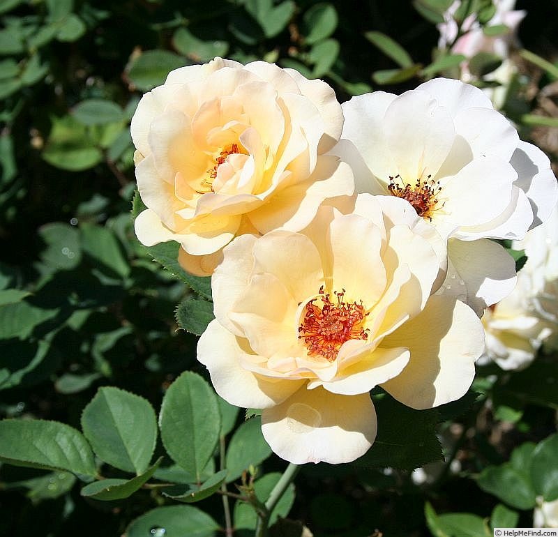'Crazy Love (shrub Millington 2013)' rose photo