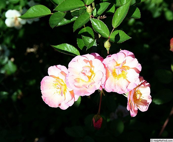 'Pure of Heart' rose photo
