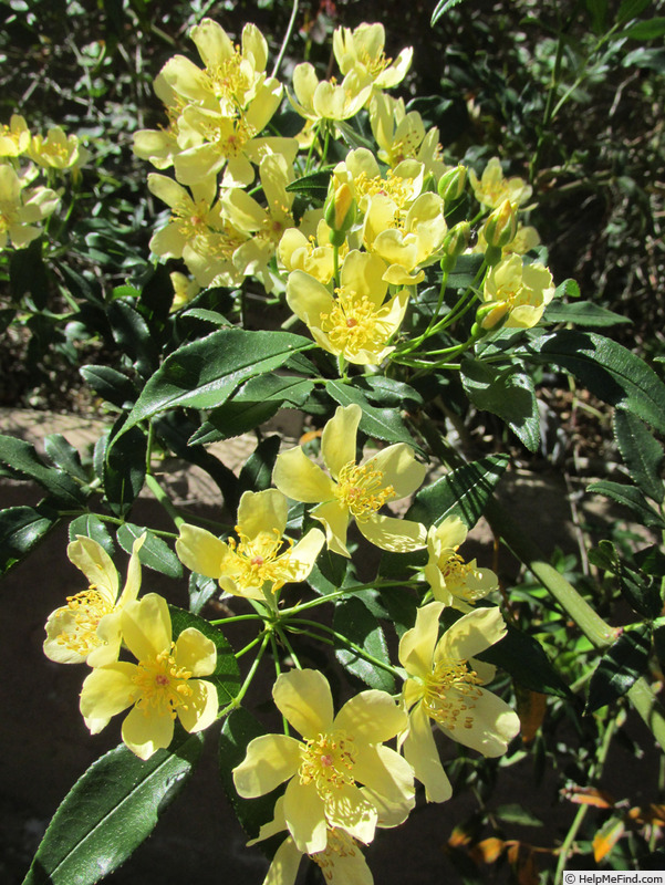 'R. banksiae lutescens' rose photo