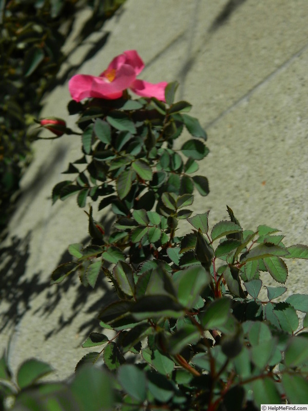'L5617Hug#1' rose photo