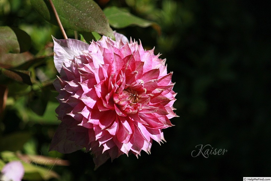 'Kaiser' clematis photo