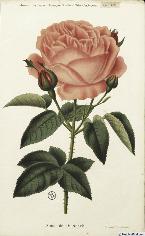 'Anna de Diesbach (hybrid perpetual, Lacharme, 1857)' rose photo