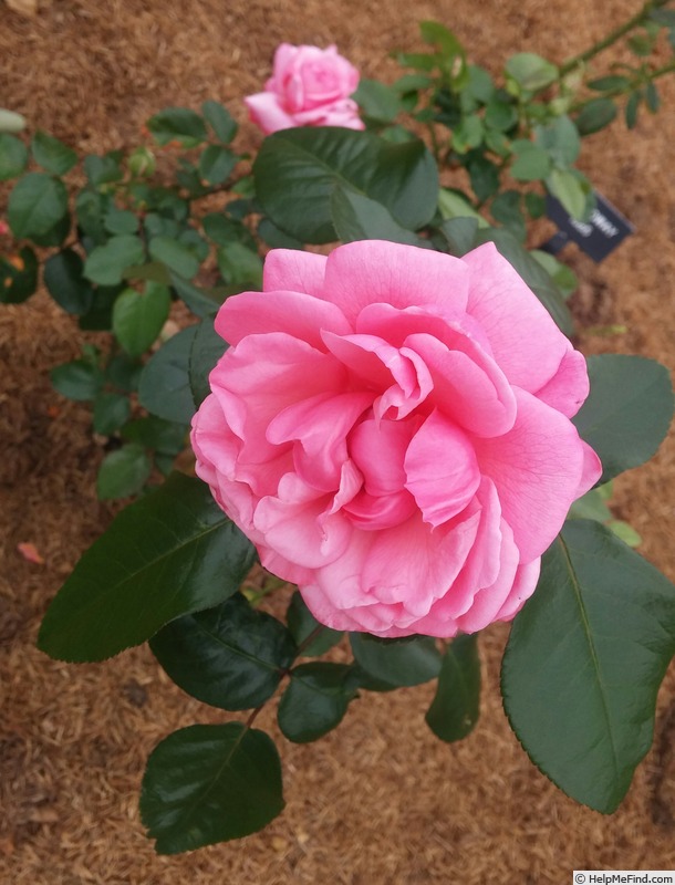 'Pink Flamingo (grandiflora, Meilland, 2006)' rose photo