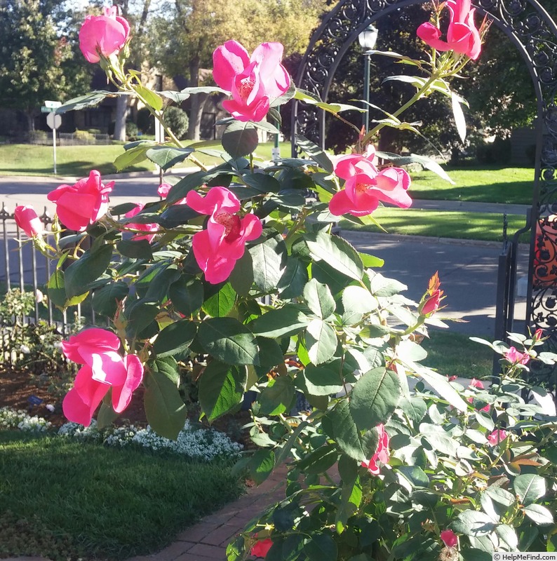 'Pink Home Run' rose photo