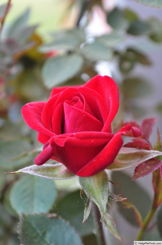'KORfrauma' rose photo