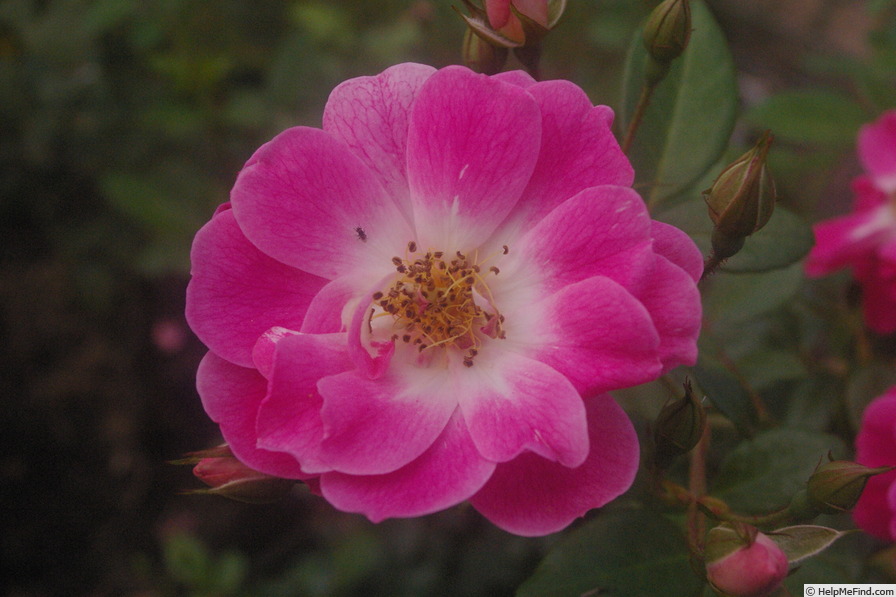 'Shady Lady (shrub, Meilland, 1989)' rose photo