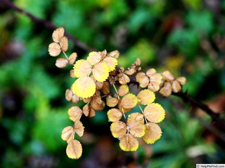 '<i>Rosa nanothamnus</i> Boulenger' rose photo