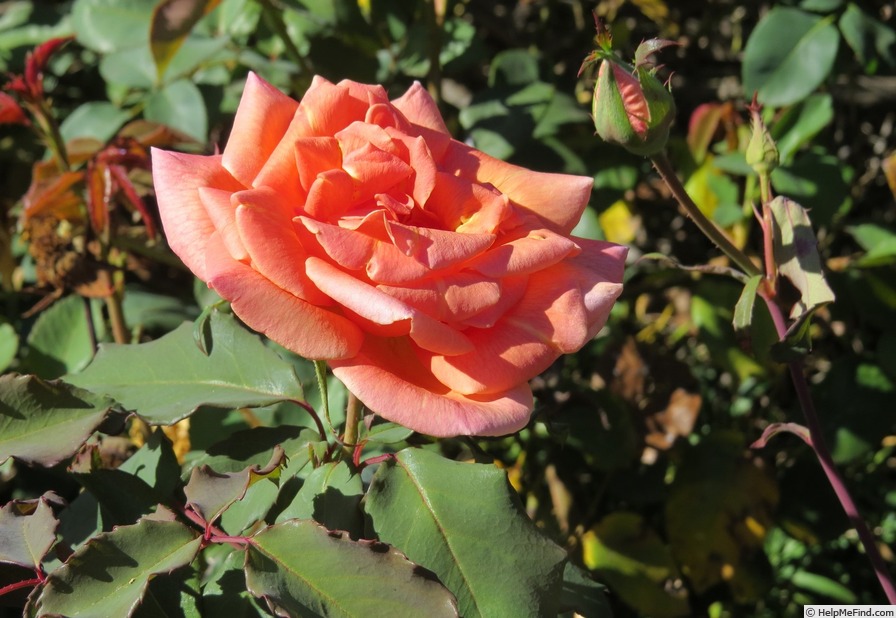 'Mrs. Dunlop-Best' rose photo