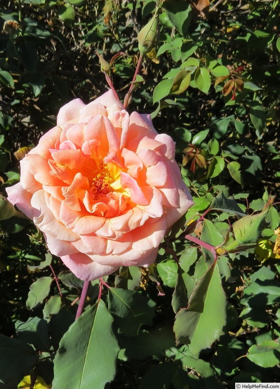 'Mrs. Dunlop-Best' rose photo