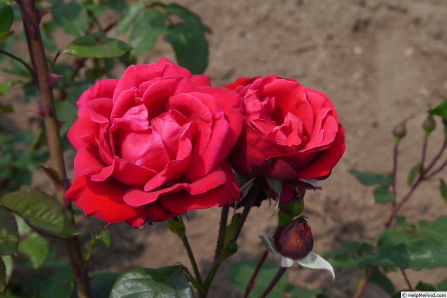 'Chanteclerc' rose photo